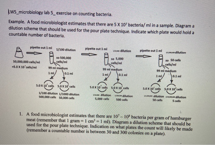 Solved microbiology lab worksheet full detailed answers with ...