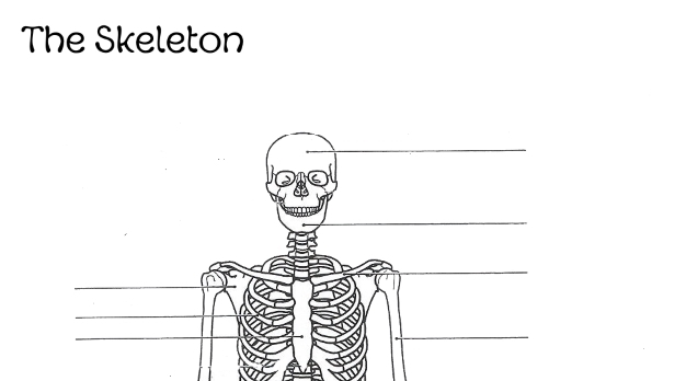 Anatomy Worksheets - Skip the School