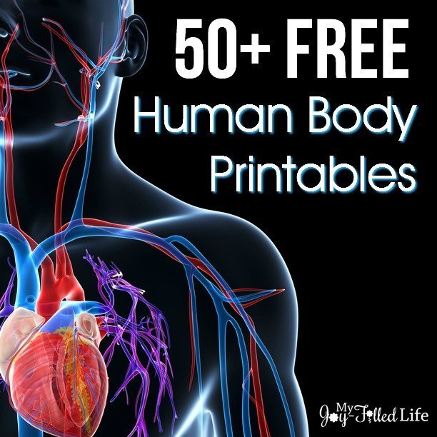 free printable anatomy worksheet
