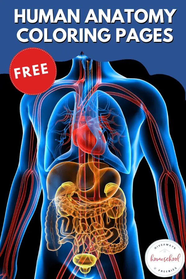 free printable anatomy worksheet