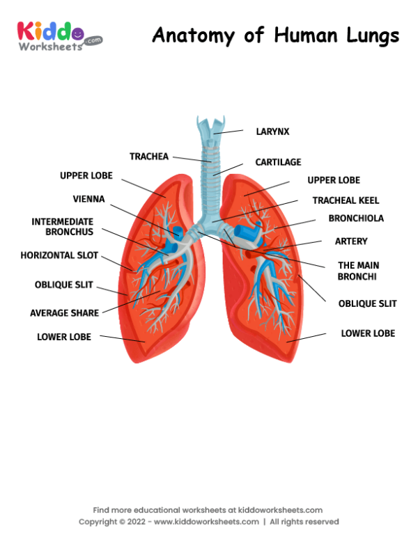 free printable anatomy worksheet