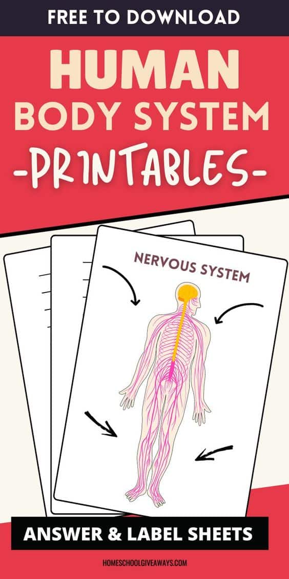 Human Anatomy Freebies &  Instant Downloads