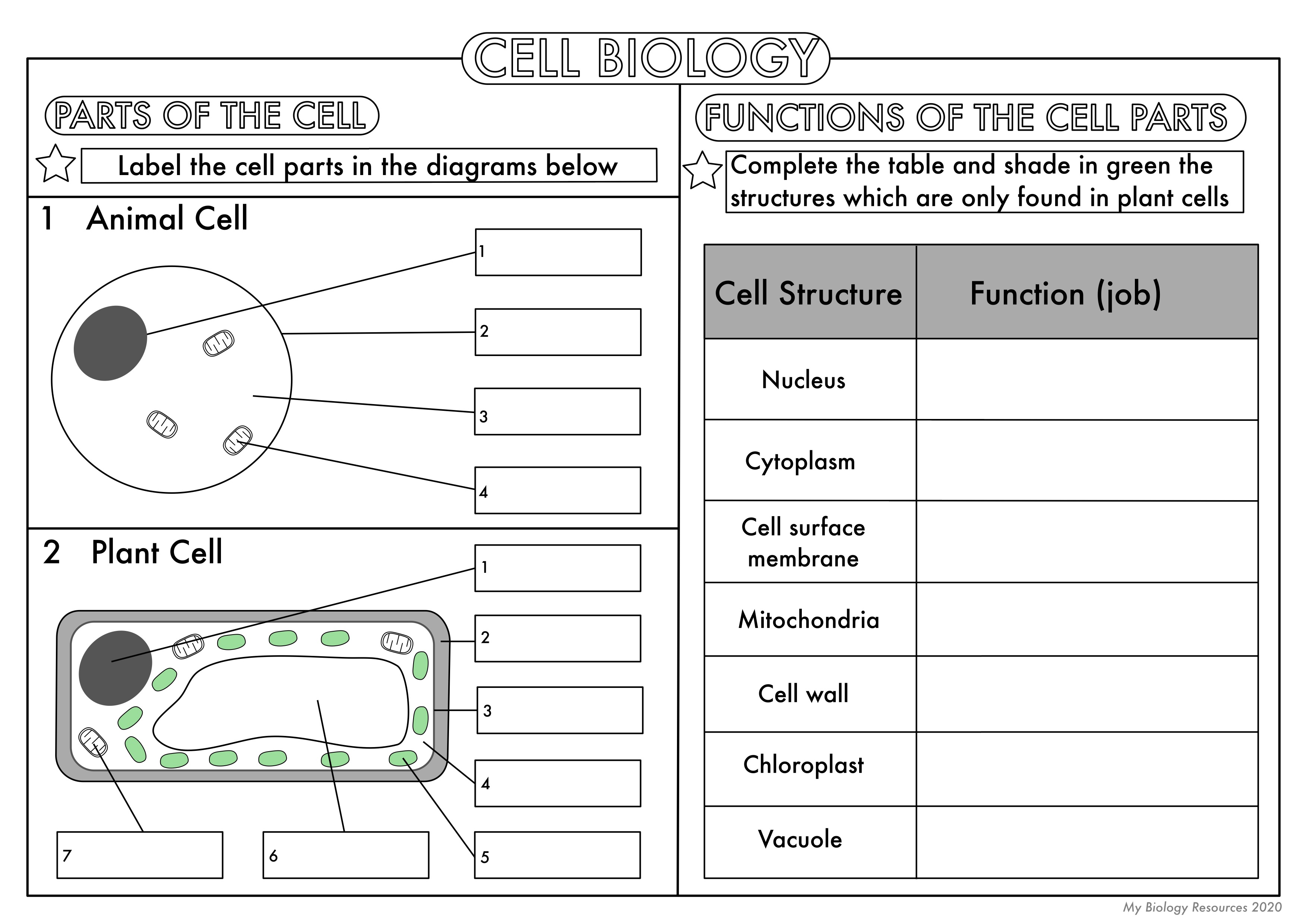 GCSE Biology: Cell Biology Worksheet Pack UPDATED | Teaching Resources ...