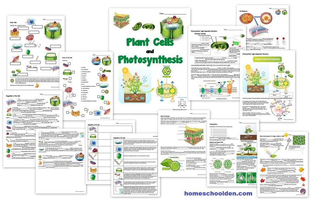 free printable biology worksheet