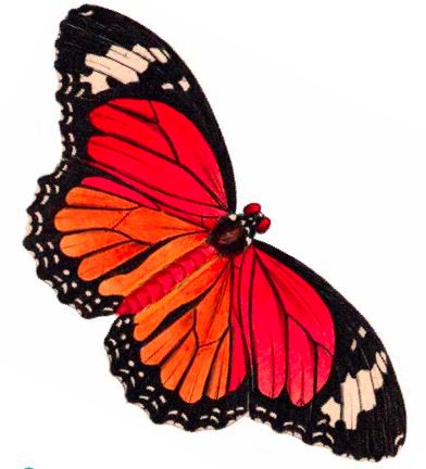 free printable clip art of butterflies