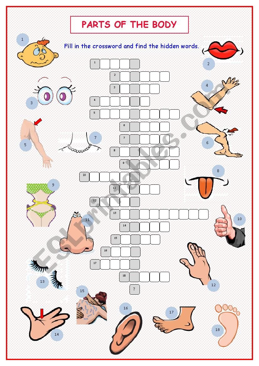 free printable crossword puzzles body parts