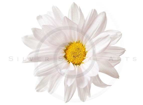 free printable daisy flowers
