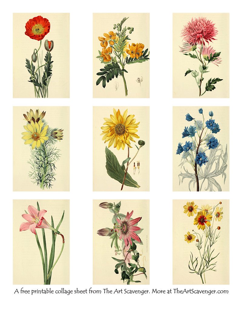 free printable flowers pictures
