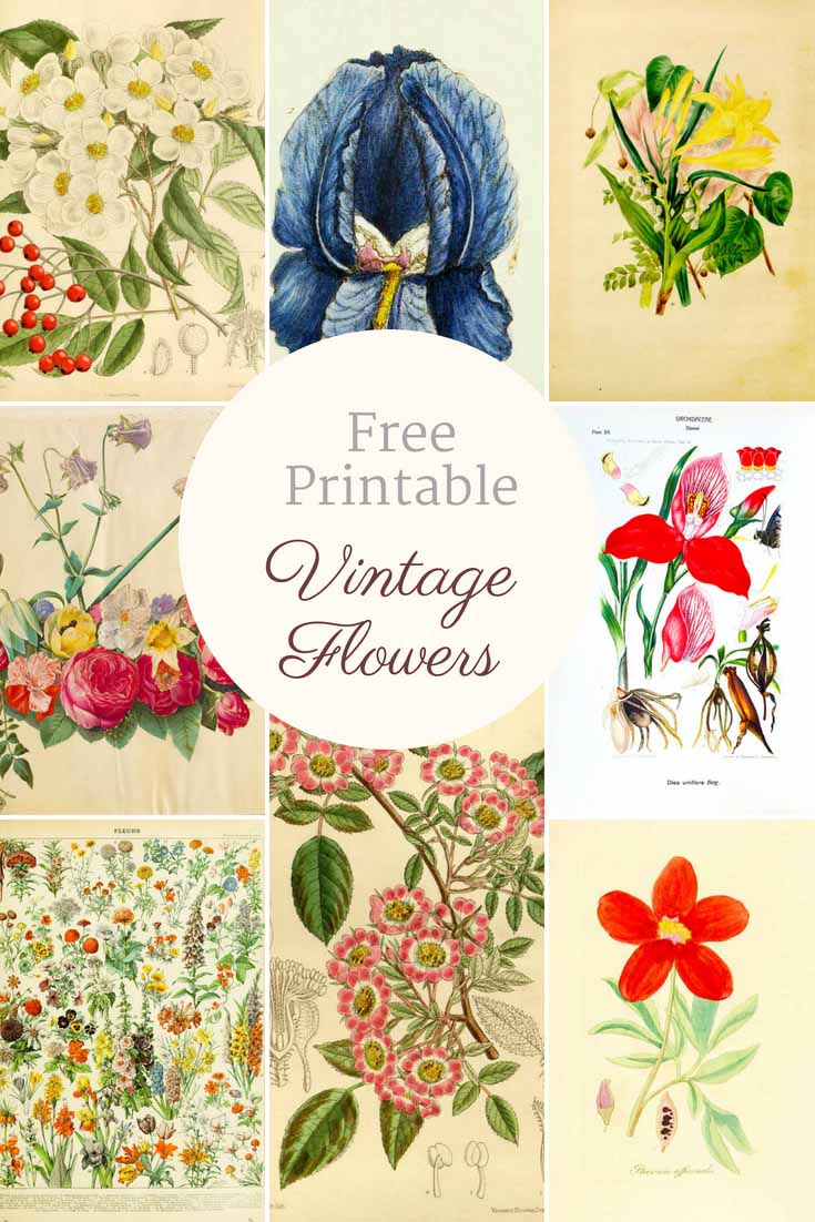 free printable flowers pictures
