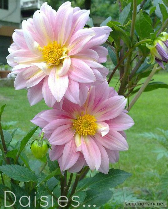 free printable garden flowers