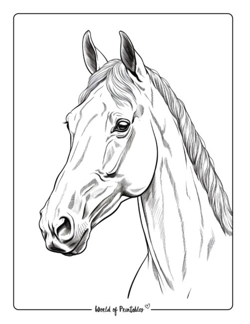 Horse Coloring Pages For Kids &  Adults - World of Printables