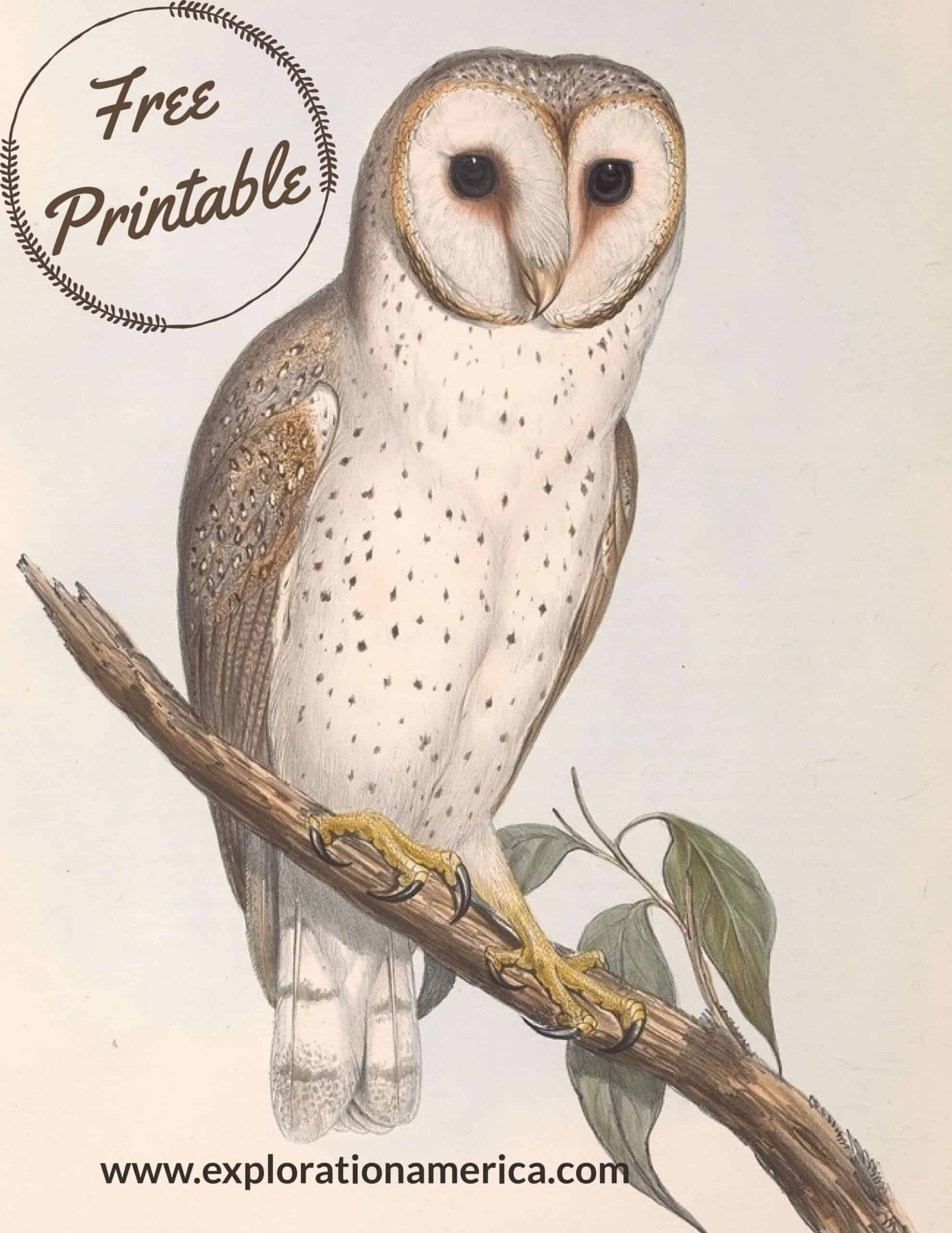 free printable owl wall art