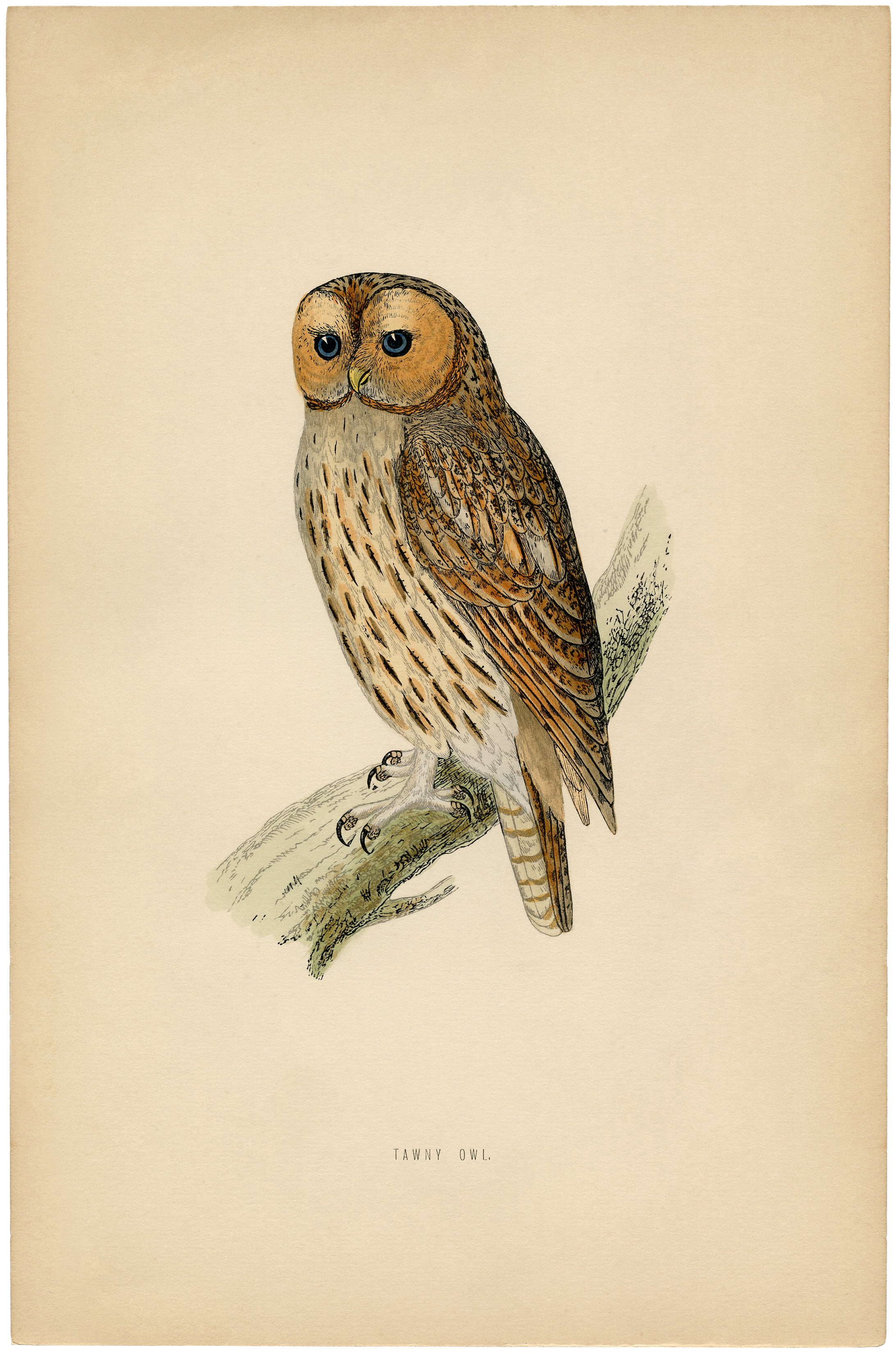 free printable owl wall art