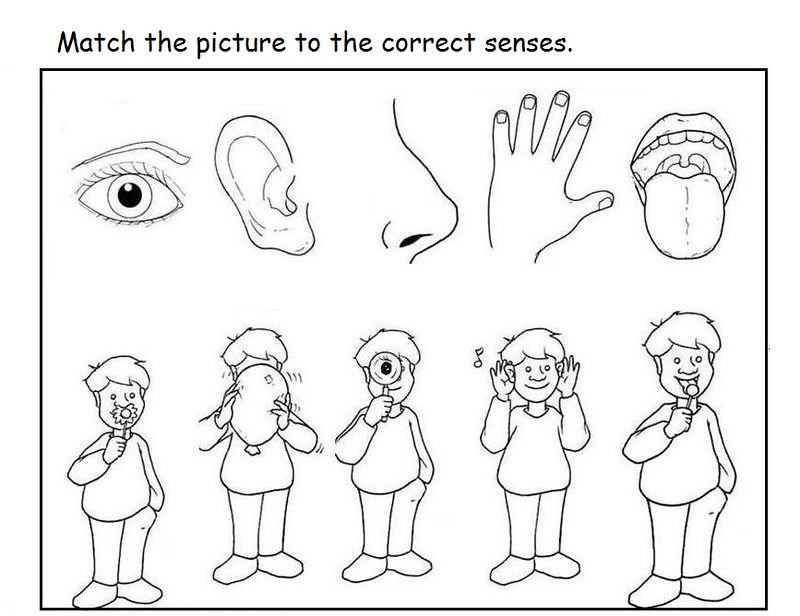 Free 5 senses worksheet for kids | This page has a lot of Fr… | Flickr