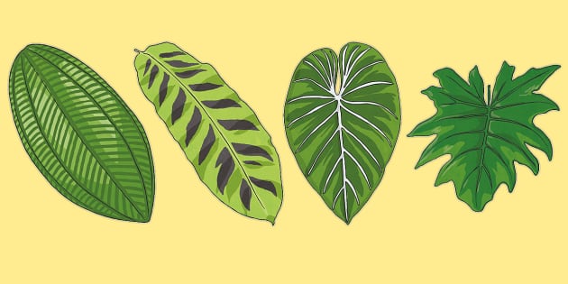 free printable rainforest leaves