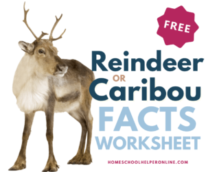 free printable reindeer worksheet