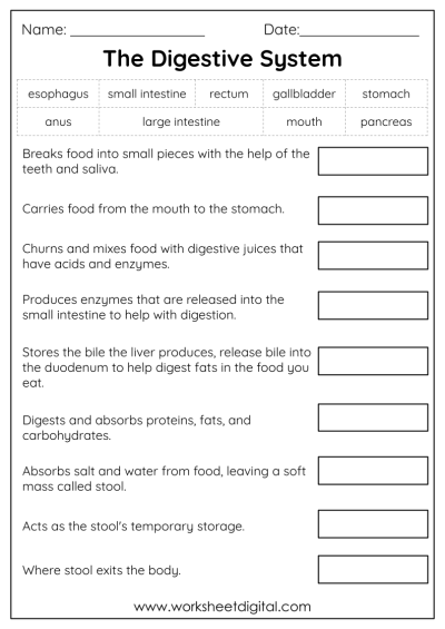 free printable science worksheet for 3rd grade