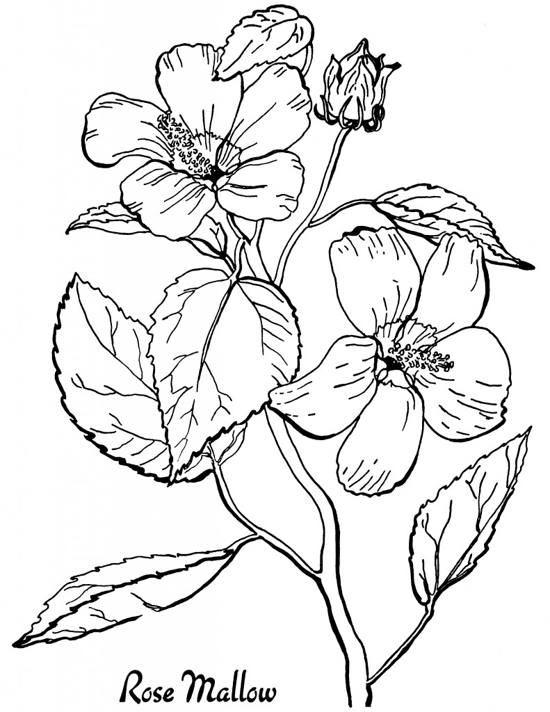 free printable summer flowers coloring pages