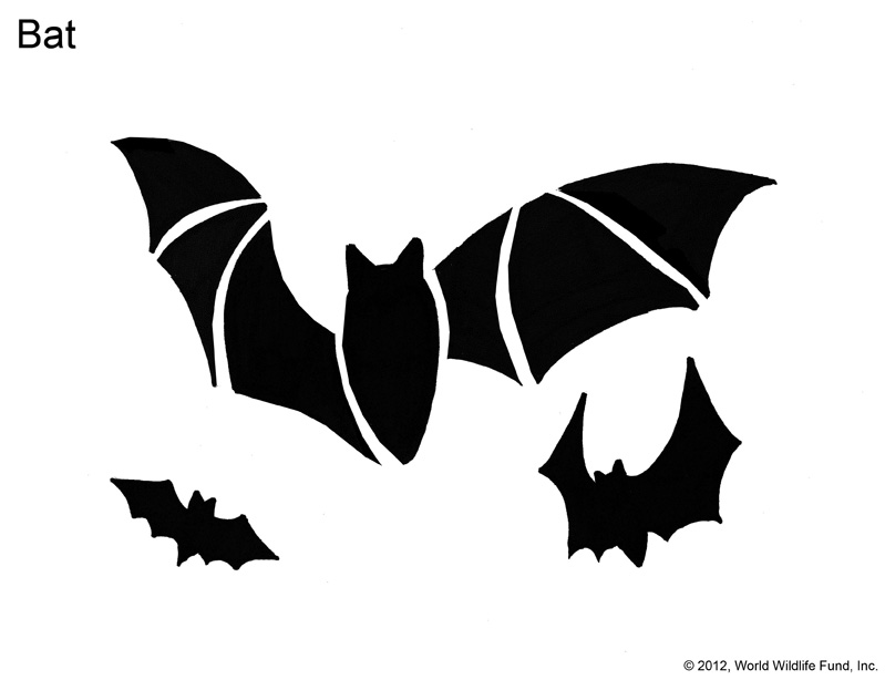 Going wild with pumpkins | WWF