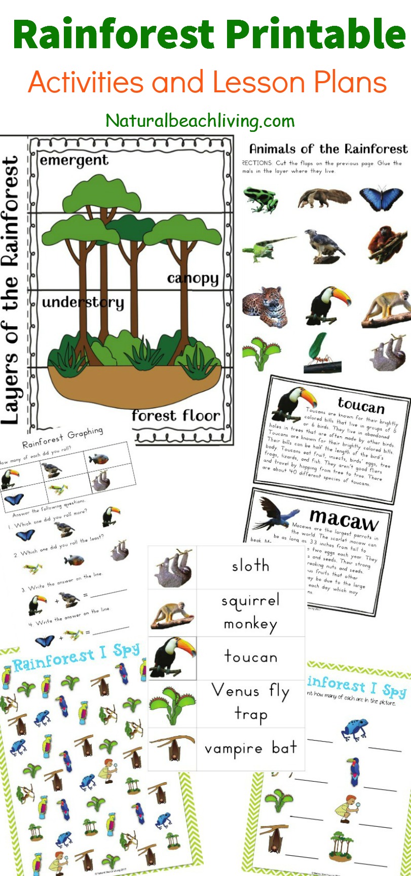 free rainforest worksheet