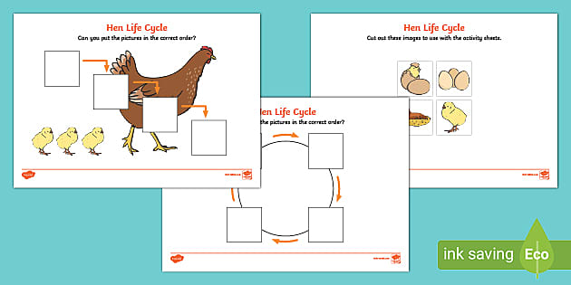 free worksheet life cycle of a chicken
