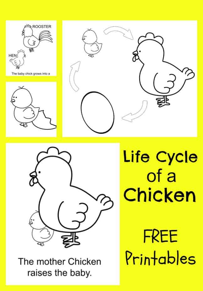 free worksheet life cycle of a chicken