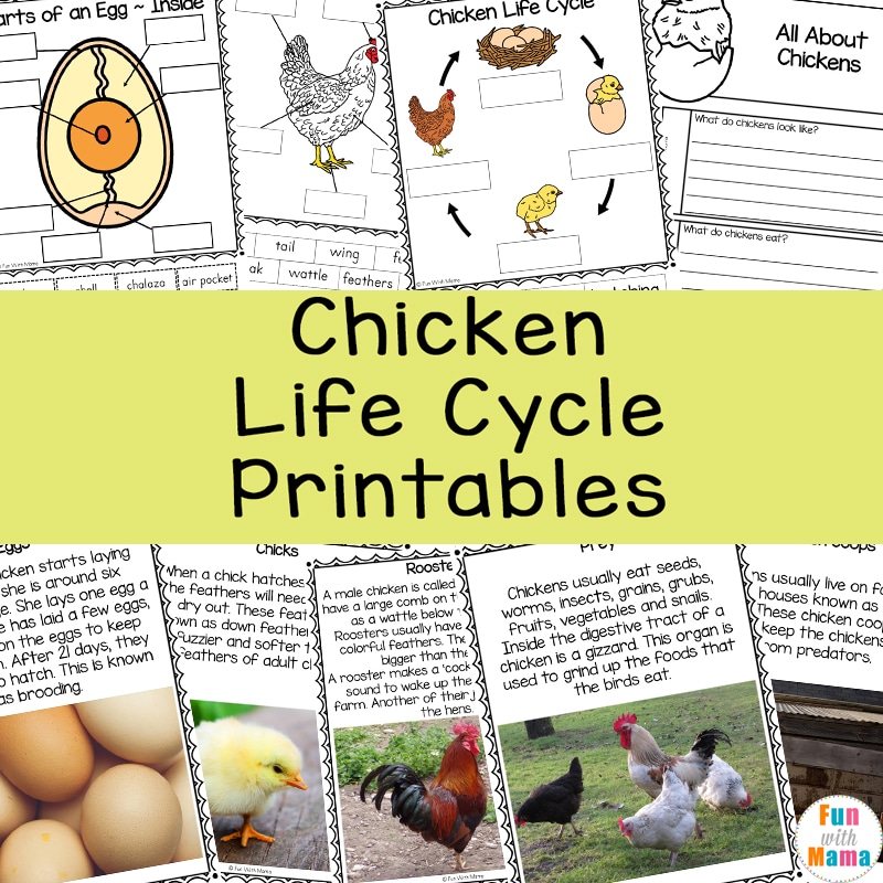 free worksheet life cycle of a chicken
