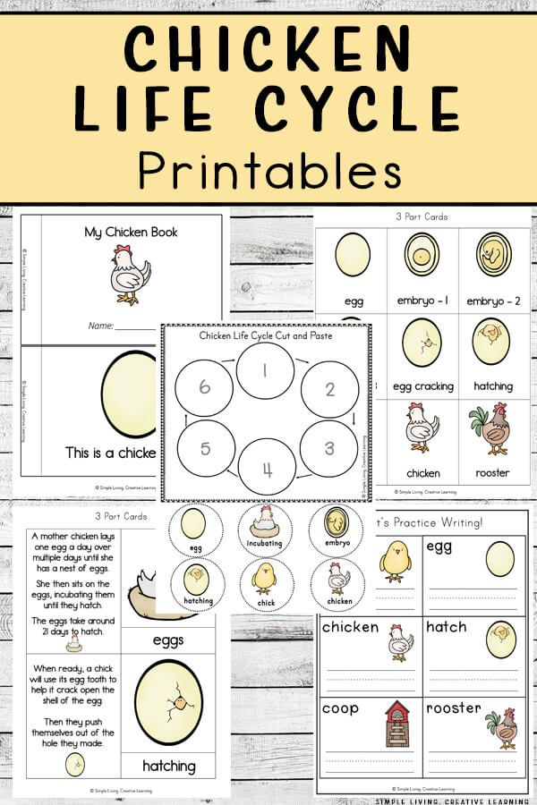 free worksheet life cycle of a chicken