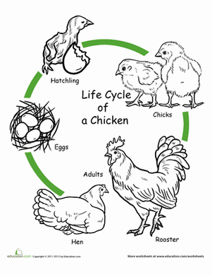 free worksheet life cycle of a chicken