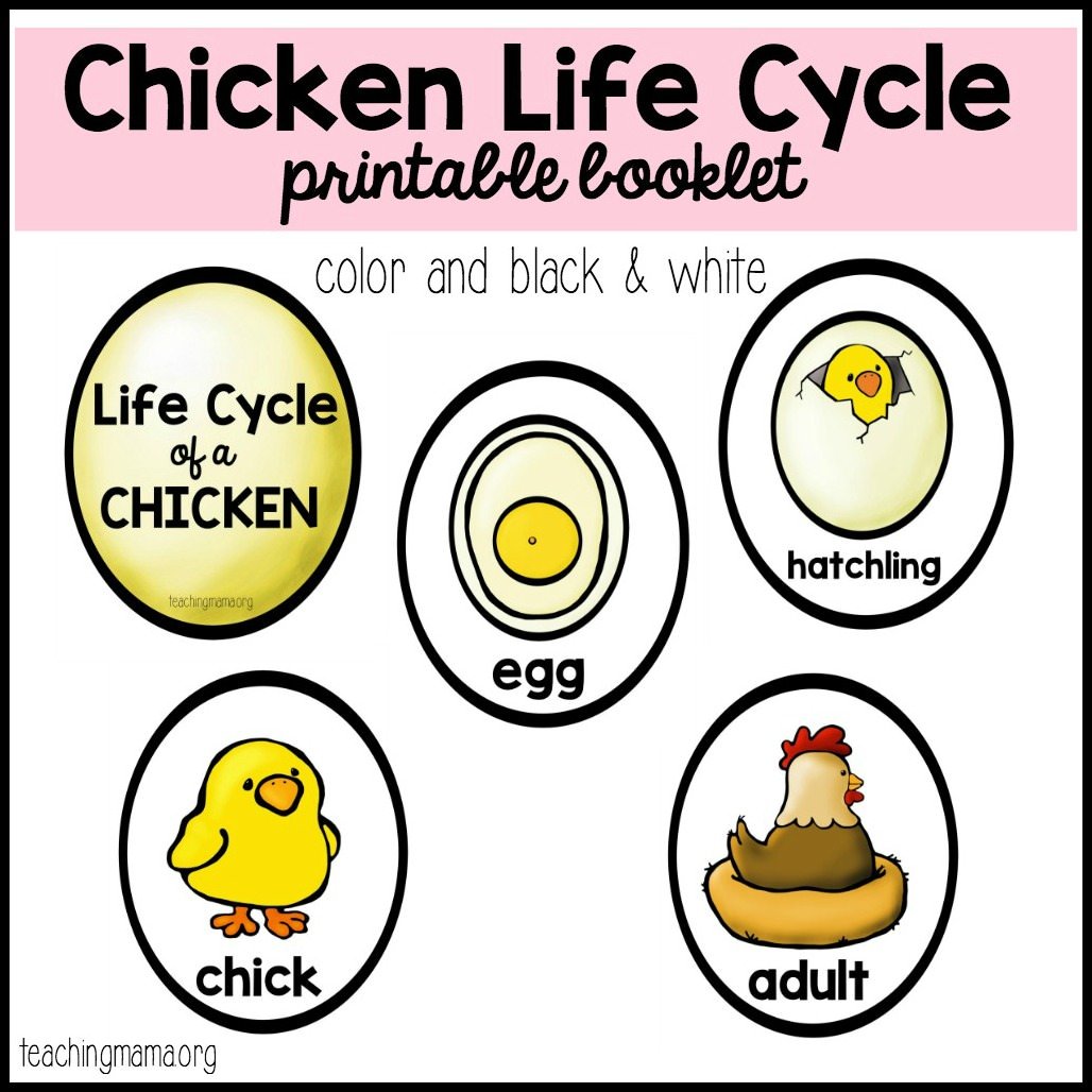 free worksheet life cycle of a chicken