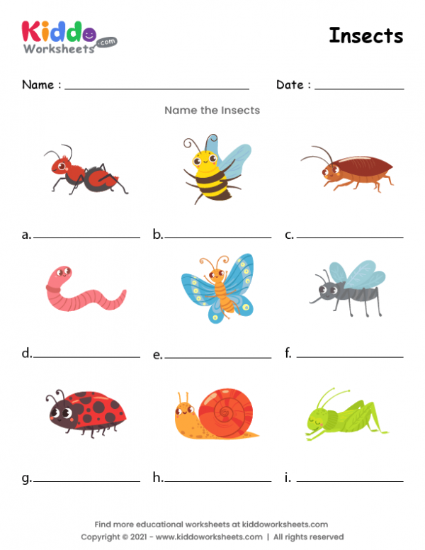 Free Printable Insects Worksheet - kiddoworksheets
