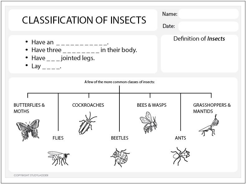 Classification of Insects Worksheet - Studyladder Interactive ...
