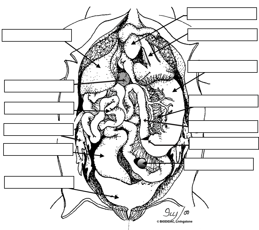 Frog Anatomy Labeling