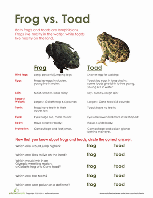 Frog vs. Toad | Worksheet 