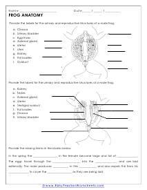 Animal Anatomy Worksheets