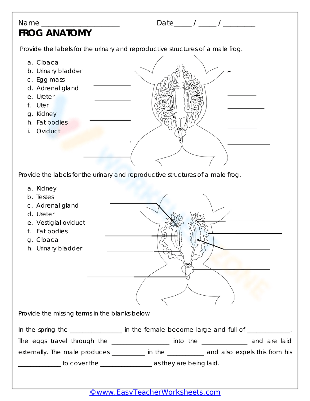 Frog Anatomy Worksheet