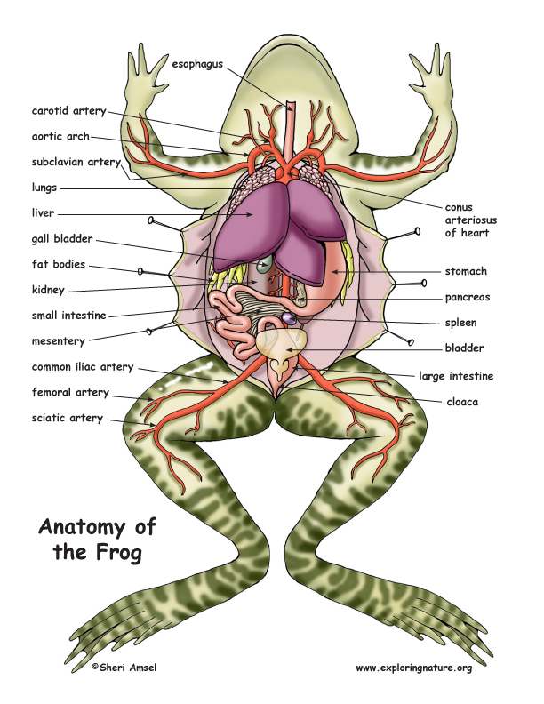 Frog Dissection Diagram and Labeling