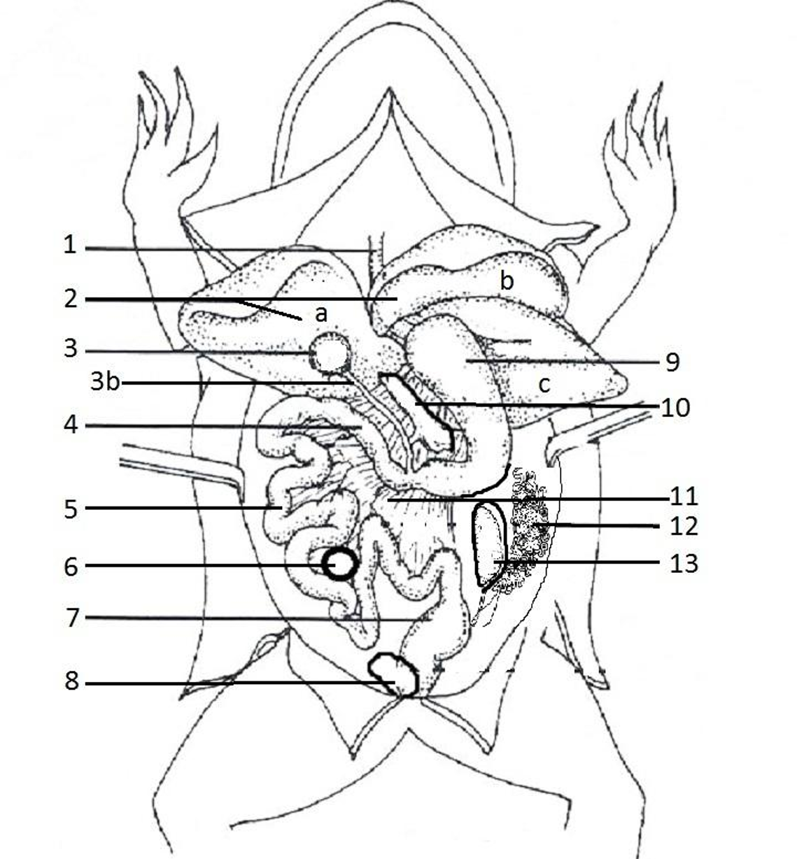 Frog Dissection Packet PDF Human Digestive System Bile
