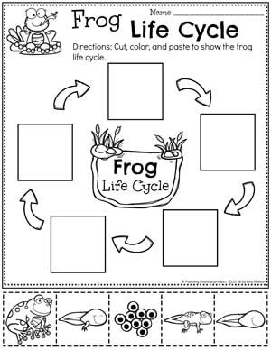 frog life cycle worksheet for kindergarten