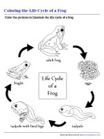 frog life cycle worksheet for kindergarten
