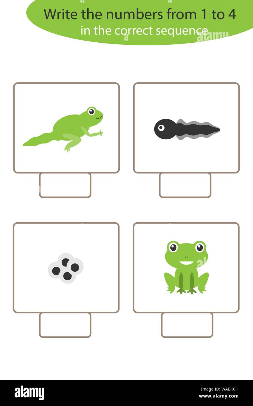 Visual game with frog life cycle for kids, educational task for ...