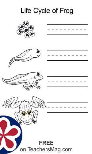 frog life cycle worksheet for kindergarten