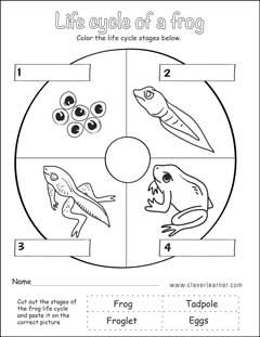Life cycle worksheets for preschools