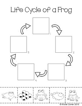 Frog Life Cycle Cut and Paste Worksheet by Lemons and Literacy | TPT
