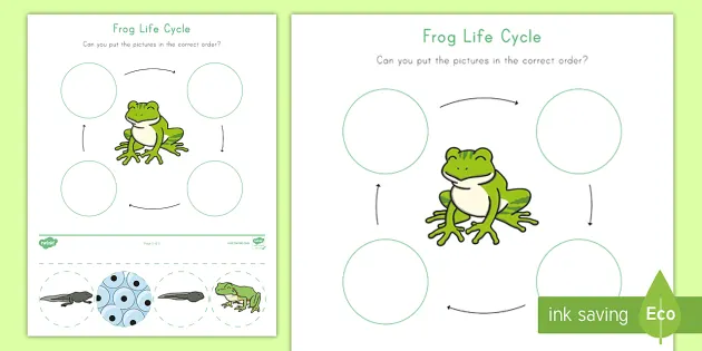 frog life cycle worksheet