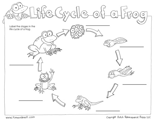 frog life cycle worksheet