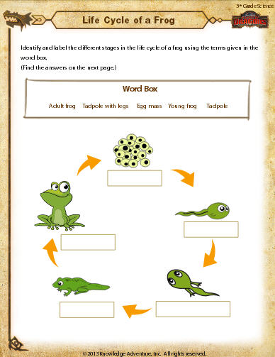 frog life cycle worksheet