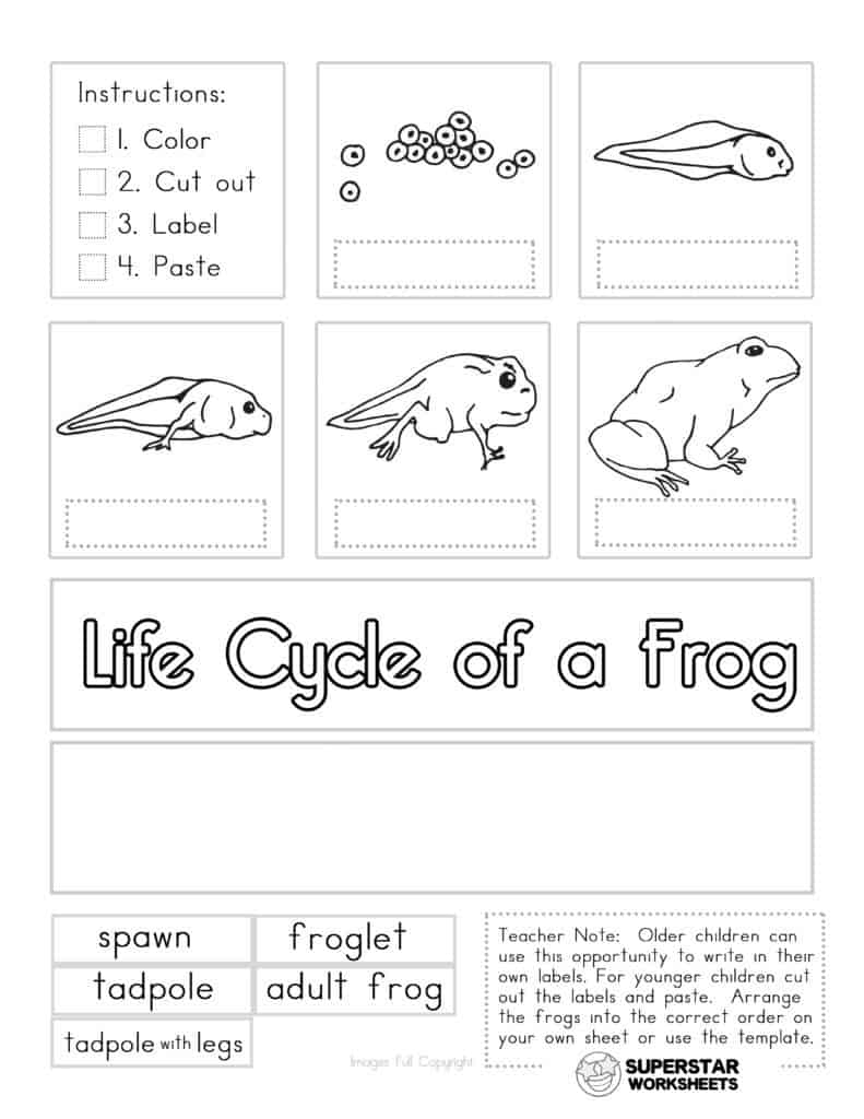 frog life cycle worksheet