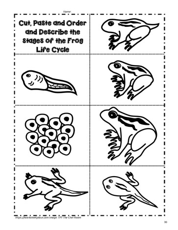 frog life cycle worksheet