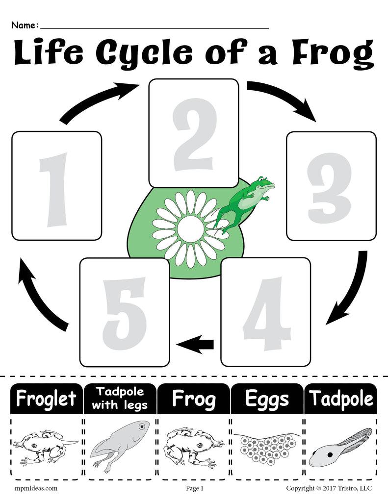 frog life cycle worksheet